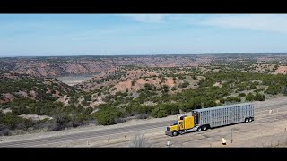 Miles and Miles of Texas  Hauling Heifers  Dimebox TX to Hartley TX cattle texas trucking [upl. by Jonathon]