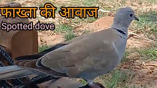 Fakhta ki awaaz  dove sounds [upl. by Silrak]