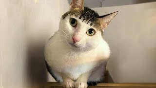 FUNNY CATS prepare yourself to CRY WITH LAUGHTER  Best CAT VIDEOS 2024 [upl. by Eiknarf]