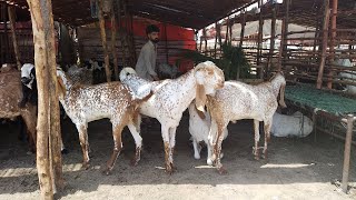 Makhi Chena  khasi bakre  Sindhi Khasi  Desi Chatre  Qurbani 2022  Lahore Bakra Mandi  Shahpur [upl. by Otreblasiul]