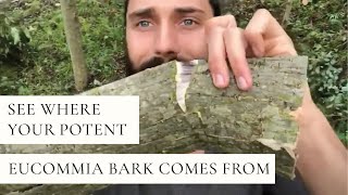 See Where Your Potent Eucommia Bark Comes From [upl. by Renata]