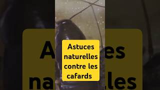 Astuces contre les cafards [upl. by Whallon]