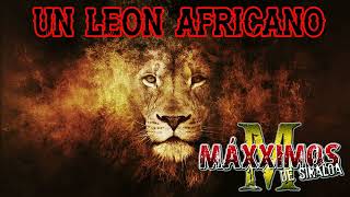 Un leon africano [upl. by Vachell]