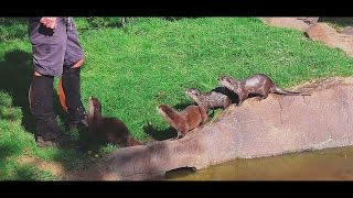 Asian Short Clawed Otter Feeding  Hamerton Zoo Park [upl. by Ava851]