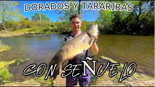 PESCA de DORADOS y TARARIRAS con SEÑUELO 🎣🐟😯 Pesca Así Nomás [upl. by Vern]