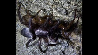 Mouse spider  Scotophaeus blackwalli preying on aTube web spider  Segestria bavarica [upl. by Nisior]