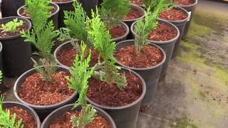 Were Going to Grow a Privacy Hedge of Thuja Green Giant Arborvitae [upl. by Zeret]