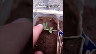 𝑴𝒊𝒎𝒐𝒔𝒂 𝒑𝒖𝒅𝒊𝒄𝒂 pequeña pliega sus hojas mimosapudica plantas botánica campo rancho [upl. by Thorfinn]