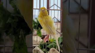 Canary singing birds sounds at its best  Melodies canary bird song bird canary shorts [upl. by Ilenay]