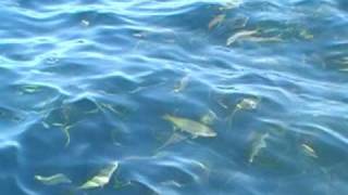 The best Yellowtail fishing [upl. by Franzen]