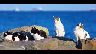 Clowder  Group of Cats at Muttrah Kornish Muscat Oman [upl. by Mckenzie]