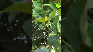 Key Lime Tree AKA Mexican LimeWhat’s good to know about its fruit gardening lime organic fruit [upl. by Ynnaf]