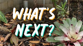 New Giant Bromeliad And Discussing The Future Of The Greenhouse [upl. by Acinat]