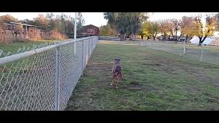 Angie playing ball at Lake Minden RV Resort November 23 2024 [upl. by Mirna12]