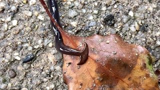 Hammerhead worm in the mountains of Kyoto Japan [upl. by Pouncey]