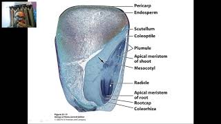 Vascular Tissue Differentiation [upl. by Anawaj]