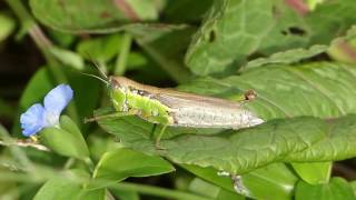 Grasshopper Oxya yezoensis コバネイナゴ♀＠スイバ葉 [upl. by Mildrid106]