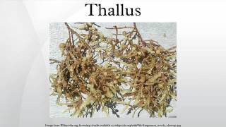 Thallus [upl. by Adaval]