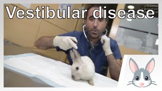 🐰 RABBITS Vestibular disease in rabbits [upl. by Halimak]