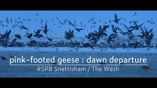 Pinkfooted geese  dawn departure  RSPB Snettisham  The Wash [upl. by Atinrahc]