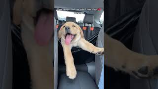 The CUTEST Backseat Driver Youll Ever See puppy shiba frenchbulldog goldenretriever [upl. by Osbert]