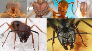 Names Of 30 Species Of AntsAnts name in english pictures [upl. by Adnima]