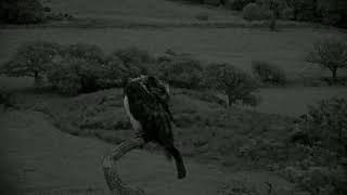 Bywyd Gwyllt Glaslyn Wildlife  Ffrwd Byw  Live Stream [upl. by Kiker]