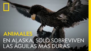 En Alaska solo sobreviven las águilas más duras  NATIONAL GEOGRAPHIC ESPAÑA [upl. by Nakhsa365]