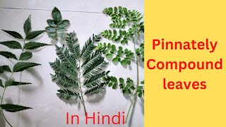 Pinnately Compound leaf what is itUnipinnateBipinnateTripinnatedecompound In Hindi [upl. by Dun]