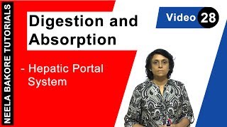 Digestion and Absorption  NEET  Hepatic Portal System  Neela Bakore Tutorials [upl. by Whitehurst517]