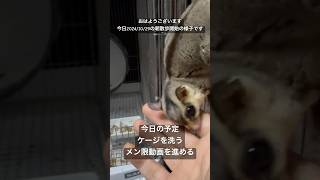 おはようございます 今日20241029の朝散歩の様子です。1匹フクモモ朝散歩中止ですが、それは概要欄から！ フクロモモンガ vlog ペット [upl. by Teddi]