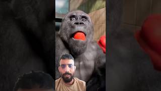 Gorilla ne pad Diya 😅 funny Gorillashorts [upl. by Elleira]