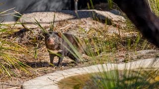 Saffire Freycinet  Tasmanian Devil Experience 2min Overview [upl. by Ahsiket920]