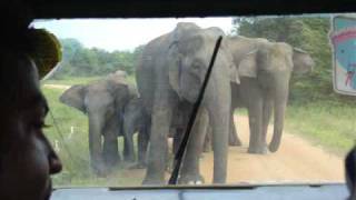 Wasgamuwa Sri Lanka Elephant Charge 2 [upl. by Kho]