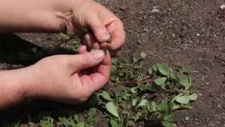 Purslane Health Benefits amp How to Eat It  Edible Weeds [upl. by Ernaldus]