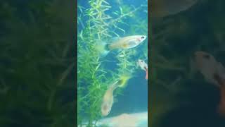 fish are posing in front camera fish aquarium aquariumfishfood [upl. by Neddra206]