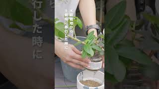 水耕栽培と土栽培は出てくる根っこが違う！観葉植物 観葉植物のある暮らし [upl. by Anihc]