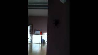 Goliath Birdeater Spider at my house [upl. by Masha918]