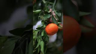 Beautiful Nature with Rural Life P152  Harvest sweet tangerines the beautiful tangerine farm [upl. by Sucul]