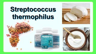 Streptococcus thermophilus [upl. by Eima923]