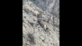 Bighorn bighornsheep idaho [upl. by Hersch]