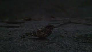 Indian nightjar University of Hyderabad 4 Oct 2024 [upl. by Claudius]