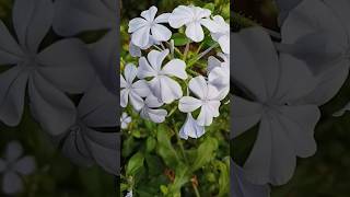 Plumbagoനീലക്കൊടുവേലി പ്ലാൻ്റ് plants flowers neelakoduveli [upl. by Nnyltiak]