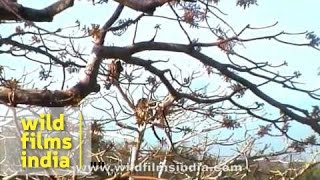 Leopards fighting on a tree in India  rare video [upl. by Kurman]