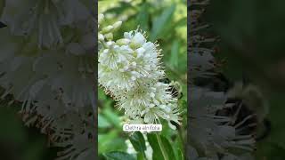 🐝 bumblebee on Clethra nativeplants flowers [upl. by Richards]