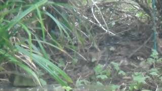 Mouse and hedge sparrow feeding together [upl. by Sirahc661]