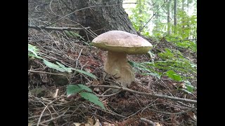 grzyby 2021 MEGA BOROWIKI część 2 z wrześniowego wysypu mushrooms грибы fungi Beskid Niski [upl. by Nosredneh302]