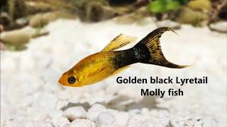 TOP 10 Beautiful Lyretail Molly Fish youve never seen [upl. by Salomon]