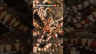 The mimic octopus can transform to fool predators—nature’s master of disguise 🐙✨ MimicOctopus [upl. by Auka]