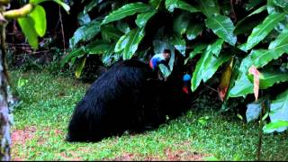 cassowaries mating in our garden May 2012 [upl. by Ecirtaemed327]